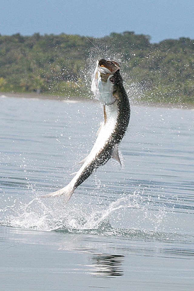 Trophy tarpon fish jumping head-on during a tarpon fishing Costa Rica strike in open water.