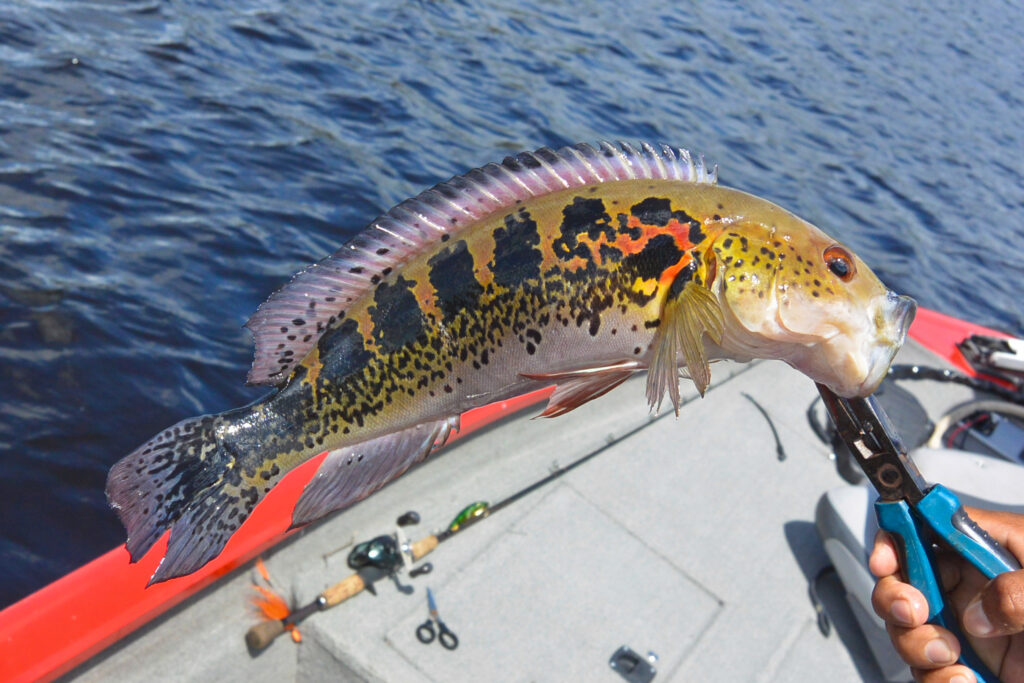 Fishing Trips in Brazil Fishing in Brazil.