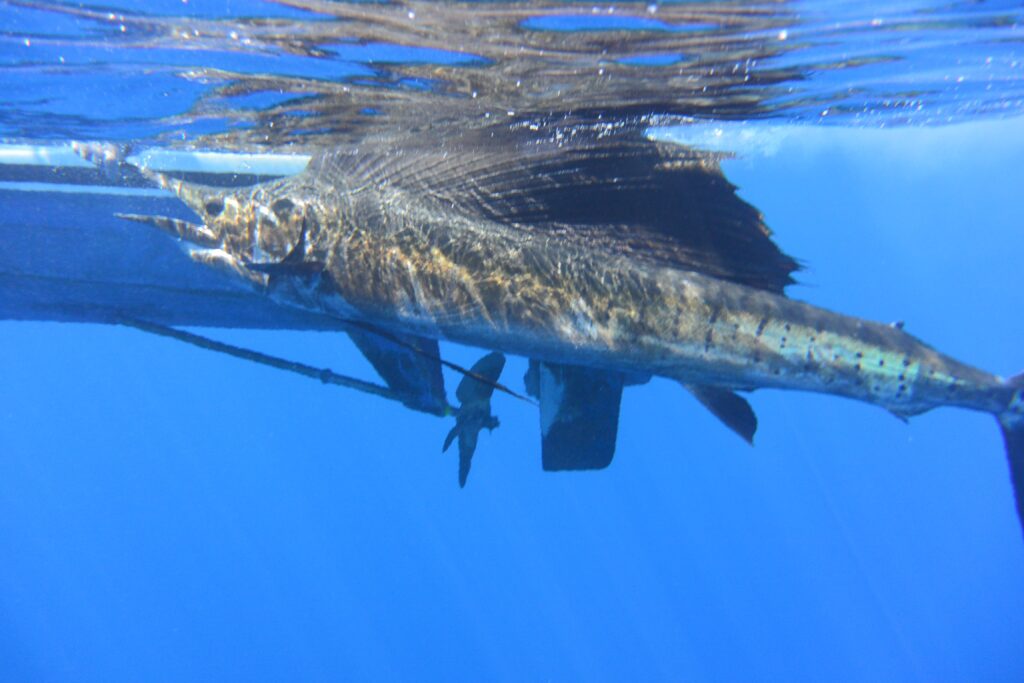 Underwater image of a Pacific sailfish during a sailfish fishing trip in Costa Rica.