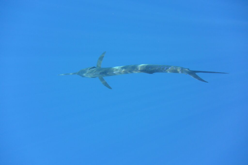 Pacific sailfish swimming free in open water after a catch-and-release fishing trip in Guatemala.