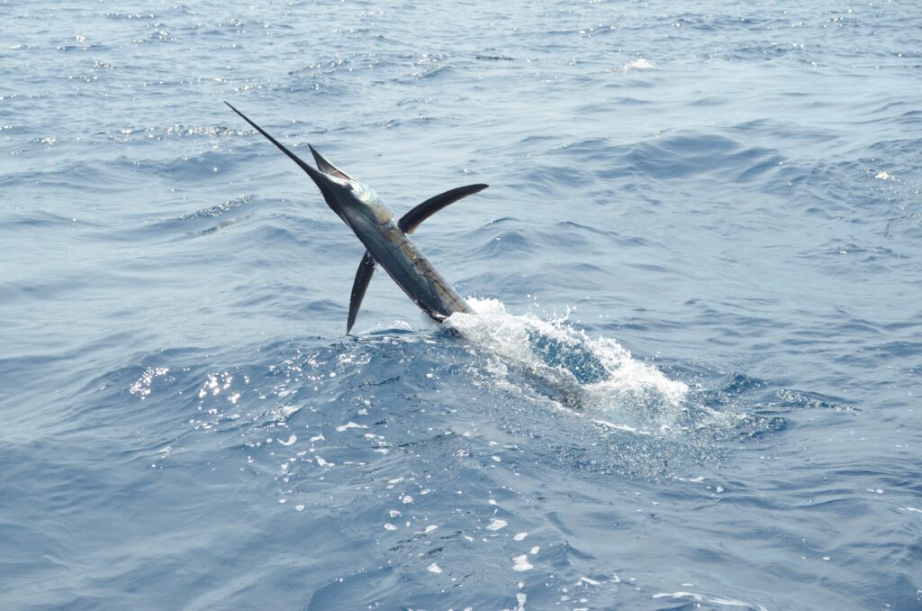 Pacific sailfish leaping out of the water during sailfish fishing in Panama.